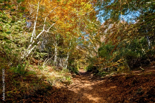 Superbe chemin de randonnée du puy des goules avec de magnifiques arbres colorés d'orange par une belle journée d'automne au milieu du parc national des volcans d'Auvergne photo