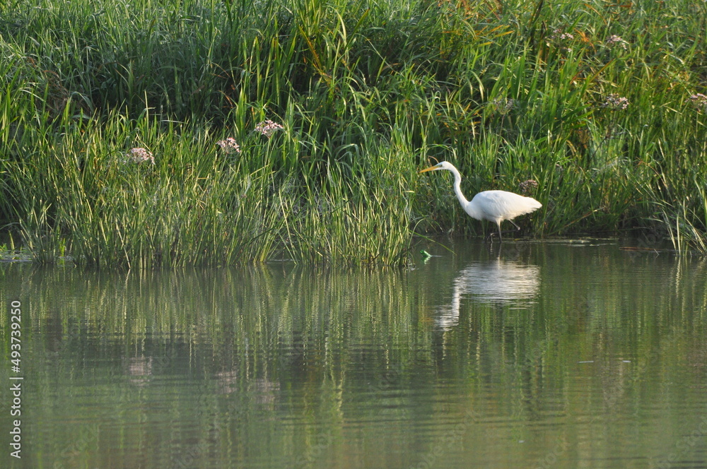 Great egret hunting fish at dawn on the river bank. Survival in the wild. Clever and agile hunter. Great egret hunting fish at dawn on the river bank. Survival in the wild. Clever and agile hunter.