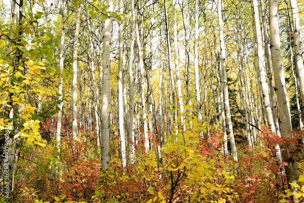 Fototapeta premium Sea of birch trees