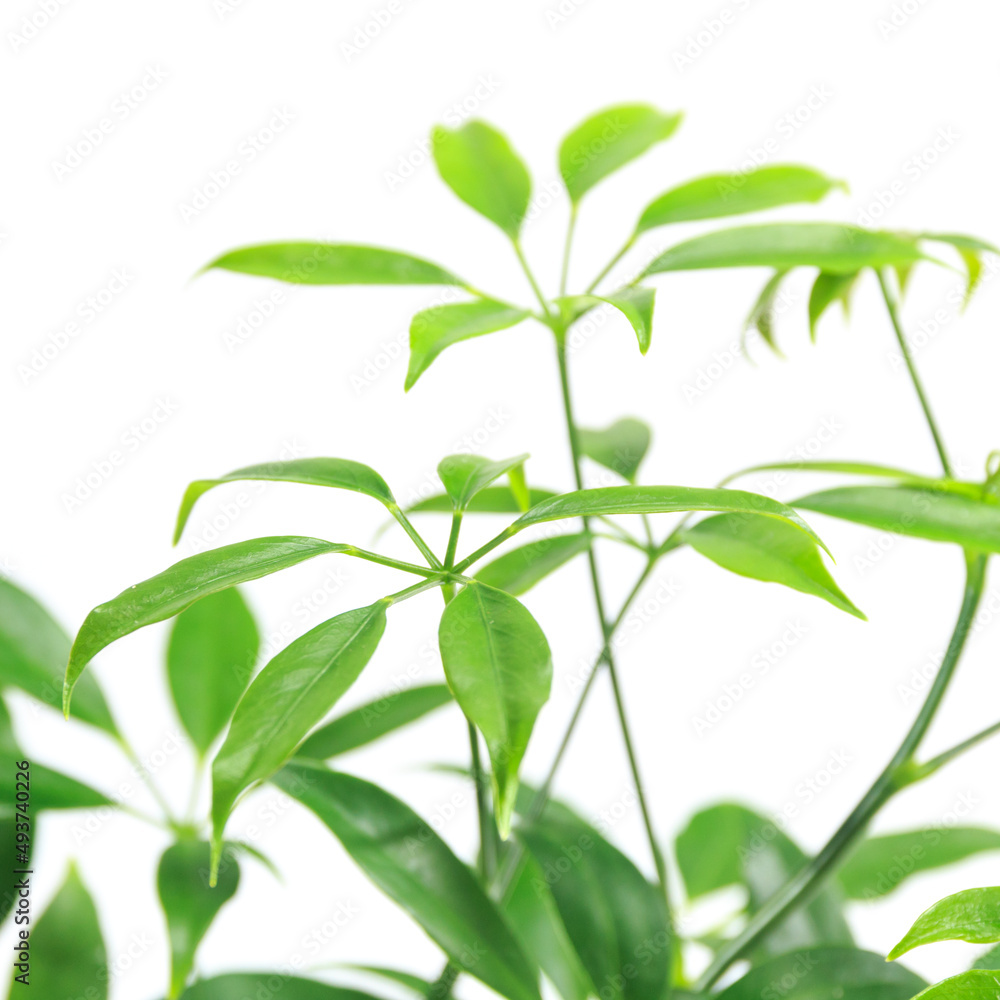 観葉植物、シェフレラ・コンパクタの葉【白背景】 観葉植物、シェフレラ・コンパクタの葉【白背景】