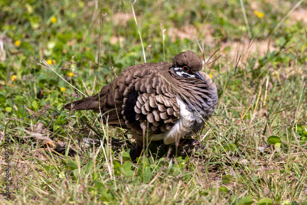 Squatter Pigeon in Queensland Australia Squatter Pigeon in Queensland Australia