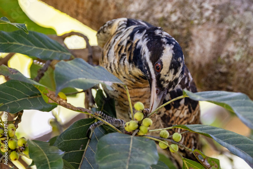 Pacific or Eastern Koel in Queensland Australia photo