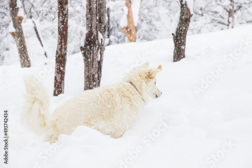 White dog  danish spitz plays in snow