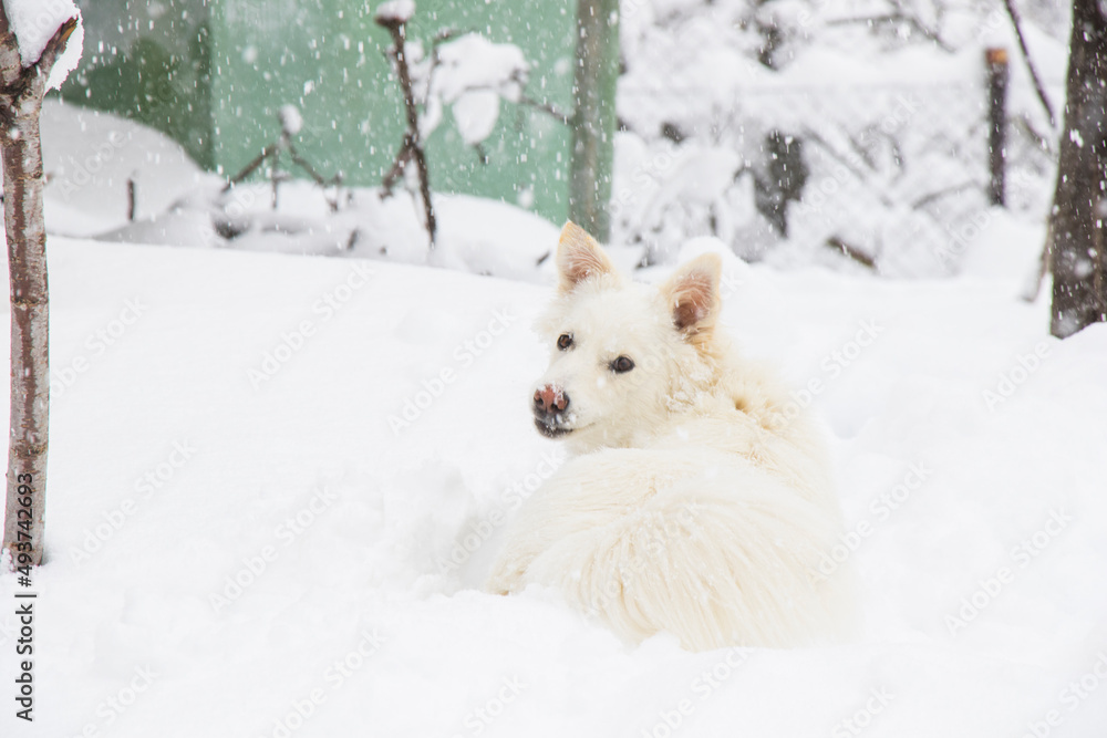 Fototapeta premium White dog, danish spitz plays in snow