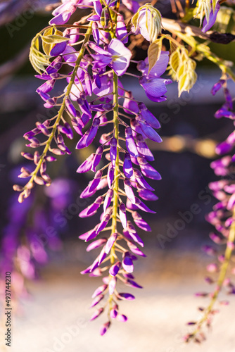 Fototapeta Naklejka Na Ścianę i Meble -  purple panicle tree is locally plant of japan, wisteria