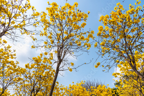 Golden Tabebuia chrysotricha or golden trumpet tree bloom in spring in south china. Sea of golden flowers in the park. photo