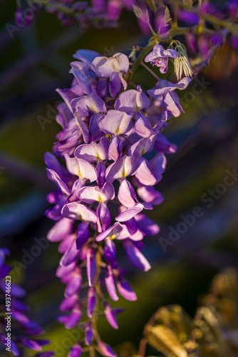 purple panicle tree is locally plant of japan  wisteria