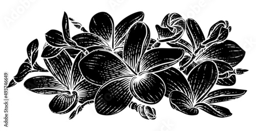 Plumeria Frangipani Tropical Bali Flower Drawing