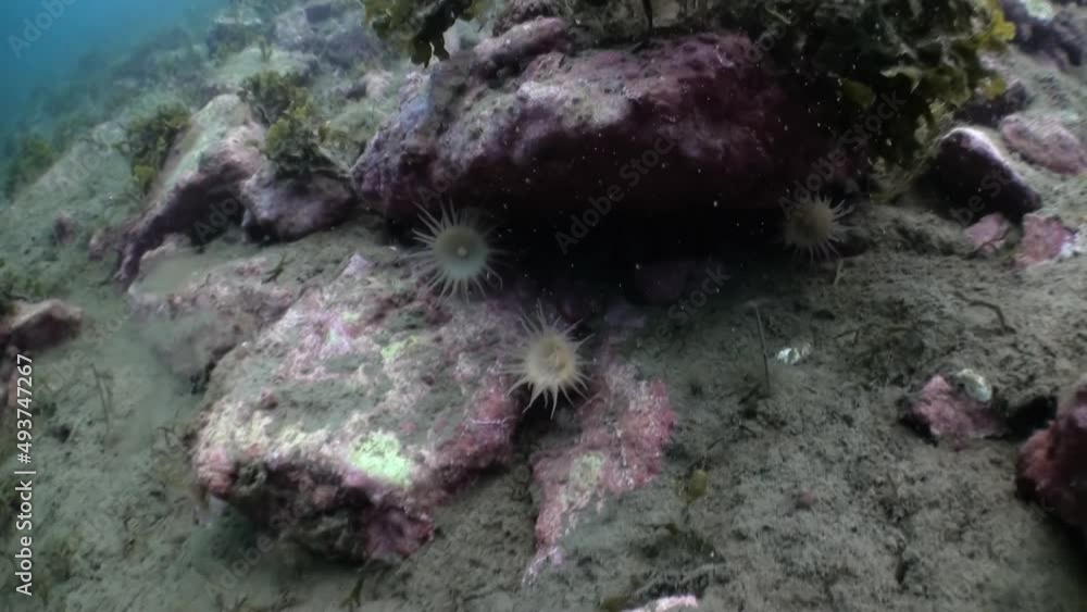 White anemones and yellow sponge on a stone floor. Beautiful landscapes amazing underwater world nature and its inhabitants in clean cold blue waters sea ocean. Marine life in Greenland Iceland Arctic White anemones and yellow sponge on a stone floor. Beautiful landscapes amazing underwater world nature and its inhabitants in clean cold blue waters sea ocean. Marine life in Greenland Iceland Arctic