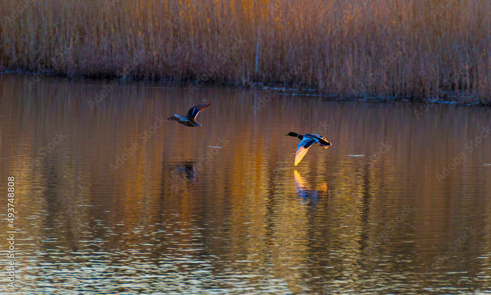 Duck flying in bright yellow sunlight along the edge of a lake at sunrise in winter, Almere, Flevoland, The Netherlands, March 19, 2022