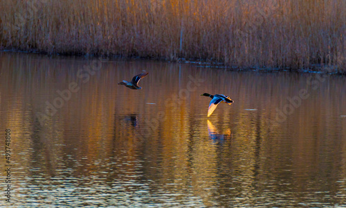 Duck flying in bright yellow sunlight along the edge of a lake at sunrise in winter, Almere, Flevoland, The Netherlands, March 19, 2022