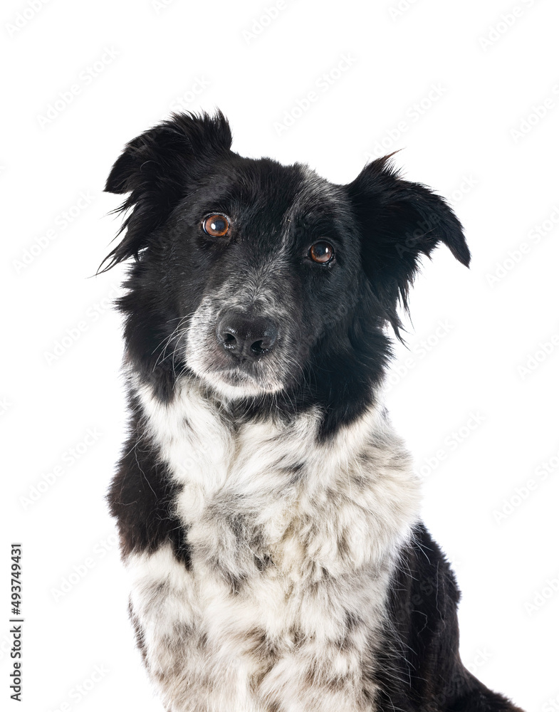 Fototapeta premium border collie in studio