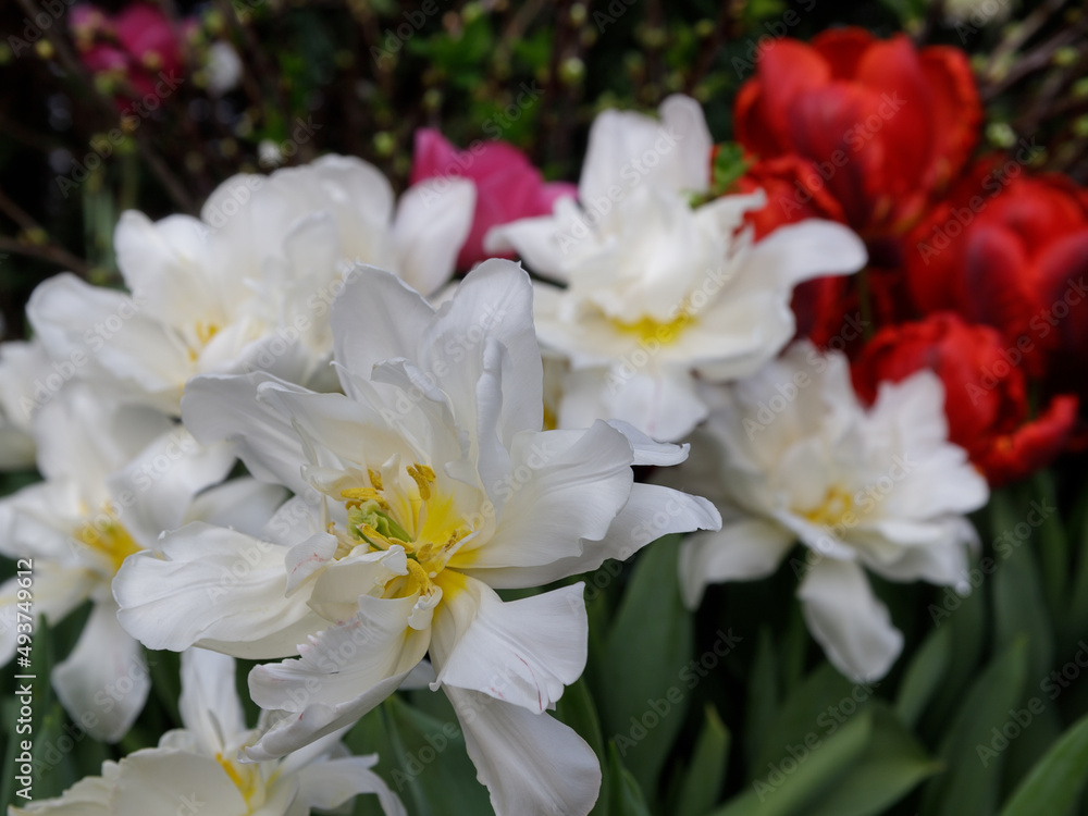 White Blooming Tulips In The Spring Garden