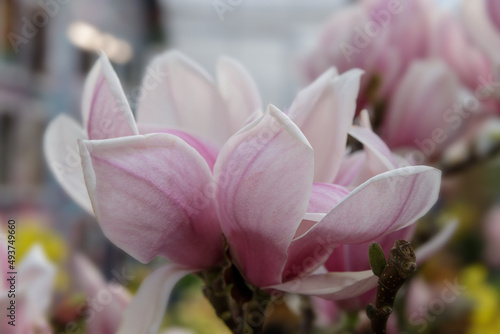 Magnolia blossom spring garden. Spring background pink flowers