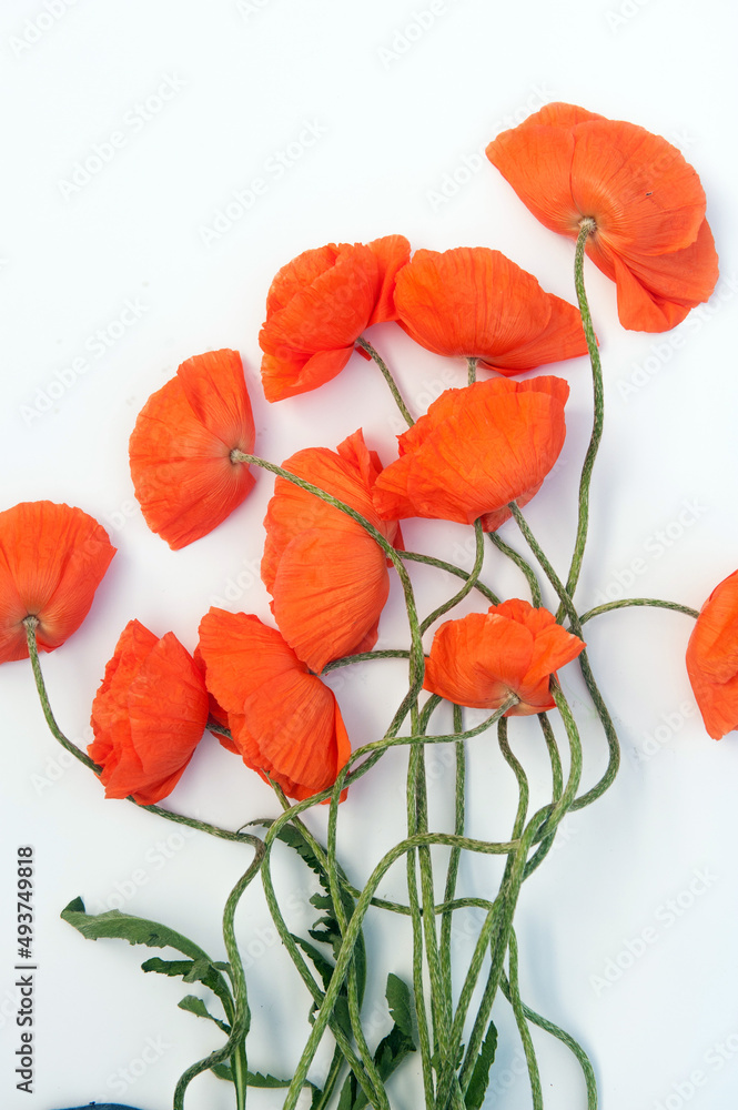 Obraz premium Red poppies bouquet