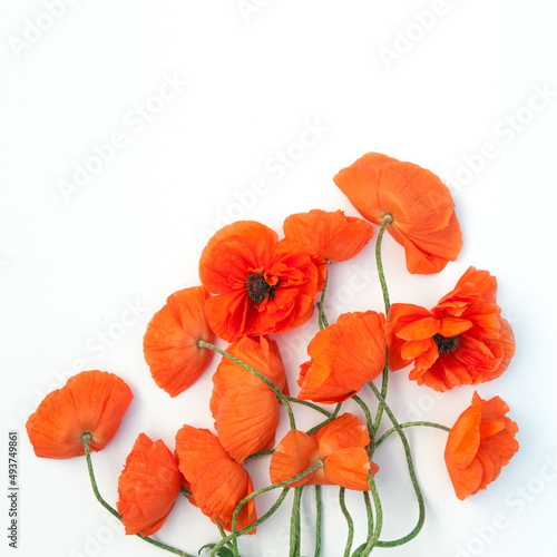 Red poppies bouquet on white