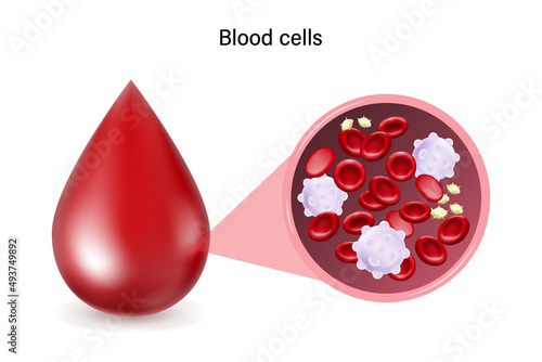 Blood cells. White blood cells, Red blood cells and Platelets. Medical laboratory.