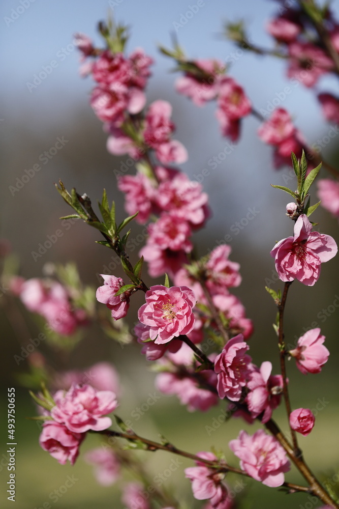 春に咲く、花桃