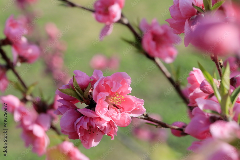 春に咲く、花桃 春に咲く、花桃