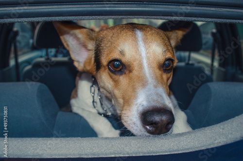Attractive cute dog in car looking from behind. Pets vacations, travel and care concept.