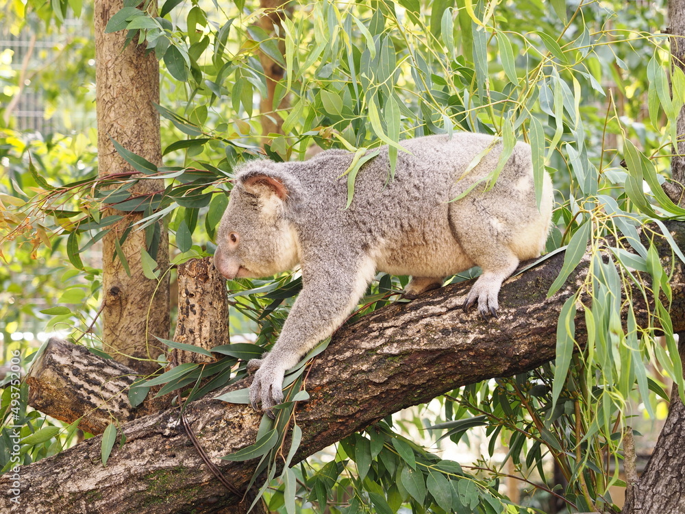 Fototapeta premium コアラ