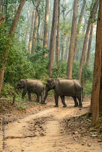 wild asian elephant or tusker family walking in sal forest and natural green background in winter season safari at dhikala zone of jim corbett national park uttarakhand india - Elephas maximus indicus