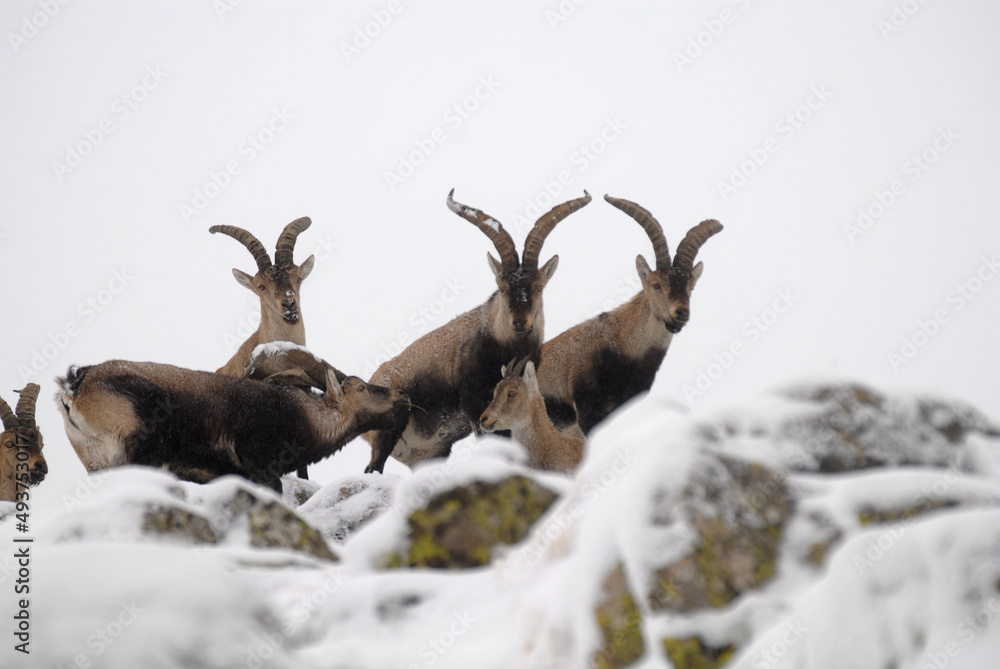 Cabras monteses en la sierra de gredos. Avila.España Cabras monteses en la sierra de gredos. Avila.España