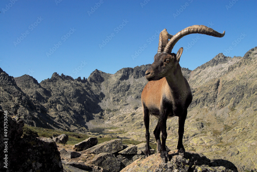 Cabras monteses en la sierra de gredos. Avila.España Cabras monteses en la sierra de gredos. Avila.España