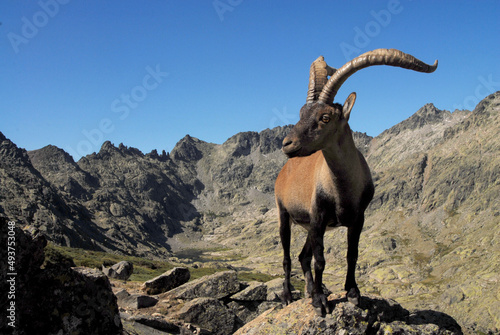 Cabras monteses en la sierra de gredos. Avila.Espa  a