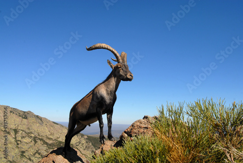 Cabras monteses en la sierra de gredos. Avila.España