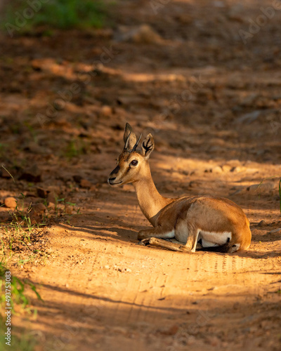 Chinkara or Indian gazelle Antelope animal roadblock resting on forest trail or track in outdoor wildlife safari at ranthambore national park reserve sawai madhopur rajasthan india - Gazella bennettii
