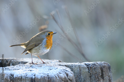Majestätisches Rotkehlchen in Morgensonne auf Baumstumpf mit Rauhreif