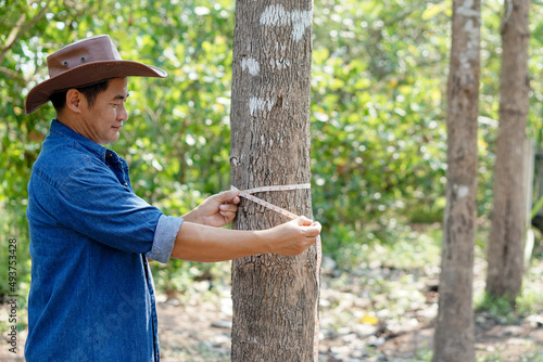 Asian male botanist is measuring trunk of tree to analysis and research about growth of tree. Concept :  forest valuation. Conservation of environment. 