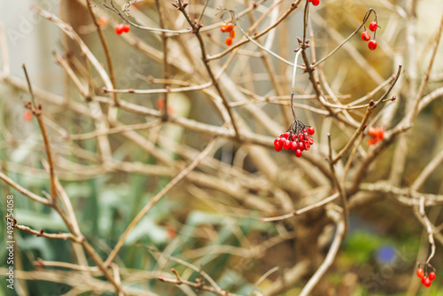 Berries of red viburnum in winter (Latin name Viburnum opulus) is a species of flowering plant of the Adoxaceae family.
