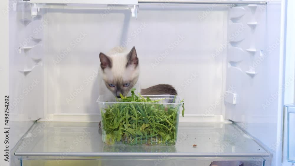Thai kitten sits in an open empty refrigerator and eats green lettuce
