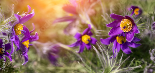 Fototapeta Naklejka Na Ścianę i Meble -  sasanka, fioletowy wiosenny kwiat w promieniach słońca o poranku w ogrodzie, wiosna w ogrodzie.