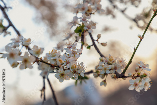 Fototapeta Naklejka Na Ścianę i Meble -  White cherry blossom tree at sunrise