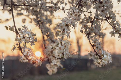 White cherry blossom tree at sunrise