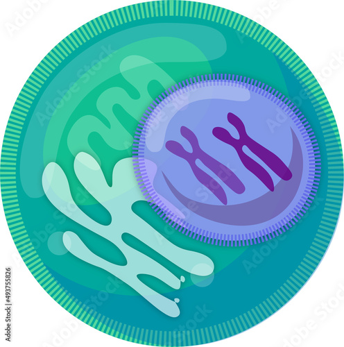 Intracellular cytoplasm illustration photo