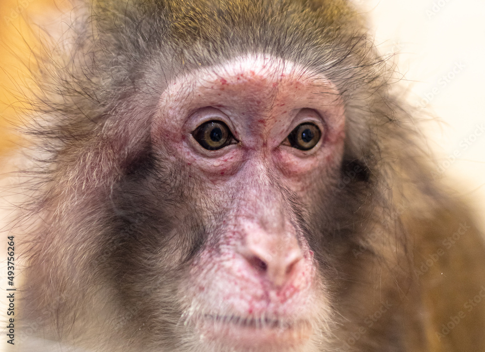 Fototapeta premium Monkey portrait in the zoo.