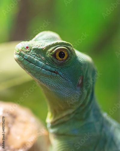 Portrait of a green lizard in the zoo.