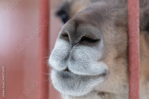 Nose and mouth of a llama behind a fence in a zoo.