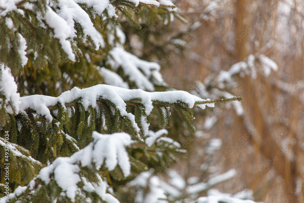 Snow on the branches of a coniferous tree