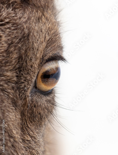 Eye of a mountain goat in a zoo.
