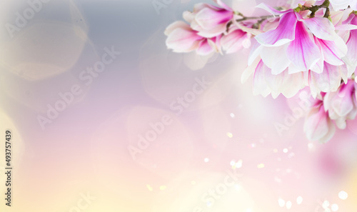 Blossoming pink magnolia tree Flowers © neirfy