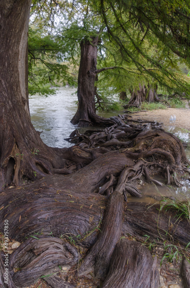 The roots of Bald Cypress trees clambering along the bank of the Guadalupe River in Texas.