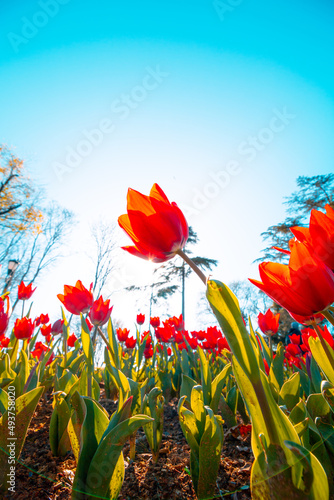 Fototapeta Naklejka Na Ścianę i Meble -  Red tulips low angle view. Spring blossom background photo