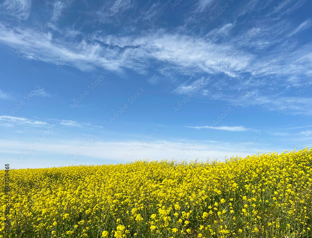 Obraz premium 青空と菜の花