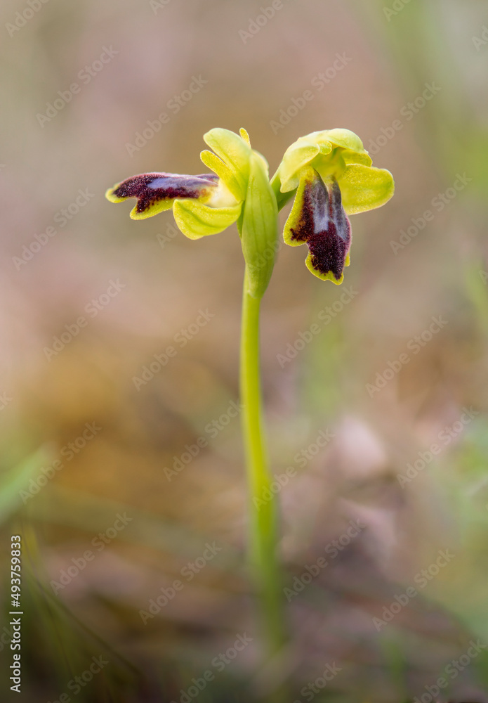Sombre Bee-orchid, Ophrys fusca, ssp. bilunulata. Andalusia, Spain. Sombre Bee-orchid, Ophrys fusca, ssp. bilunulata. Andalusia, Spain.