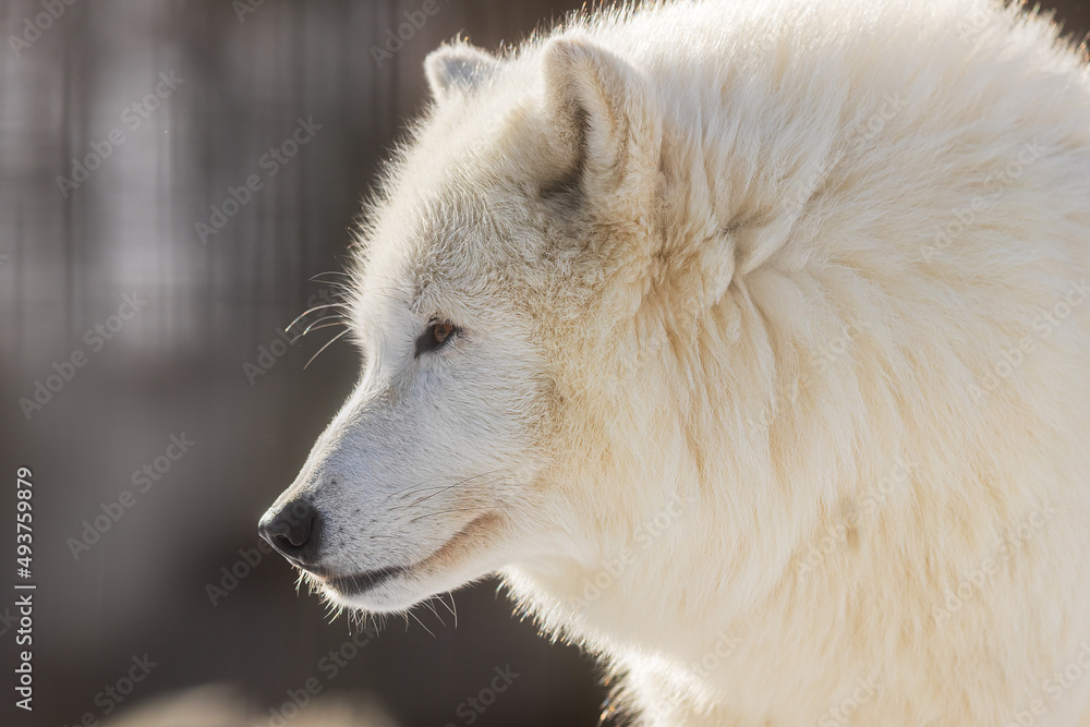 male Arctic wolf (Canis lupus arctos) very close portrait male Arctic wolf (Canis lupus arctos) very close portrait